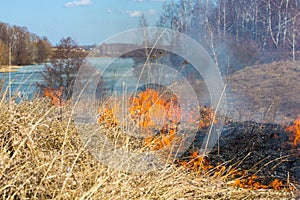 Dry grass burning in forest fire