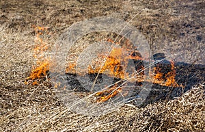 dry grass burning in forest fire