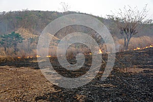 Dry grass burns, Fire in a dry grass field. Forest fire.