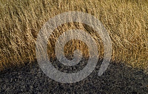 Dry grass and burnt earth