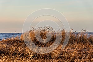 Dry grass on Calm Baltic sea background in golden hour