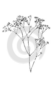 Dry grass collection. Vector illustration. Gypsophila. festive decoration template. feathery grass head plumes