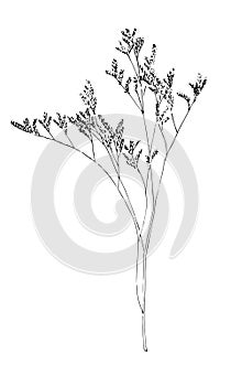 Dry grass collection. Vector illustration. Lavender. festive decoration template