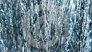 Dry grass covered with fragile hoarfrost in cold winter day