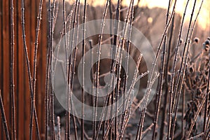 Dry grass covered with fragile hoarfrost in cold winter day