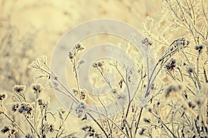 Dry grass covered with fragile hoarfrost in cold winter day