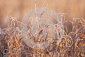 Dry grass covered with hoarfrost