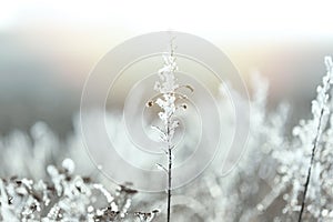 Dry grass covered with hoarfrost outdoors in early winter morning