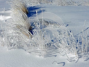 Dry grass covered with snow