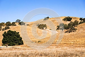 Dry grass covering rolling hills, Coyote Lake - Harvey Bear Park, south San Francisco bay area, Gilroy, California photo