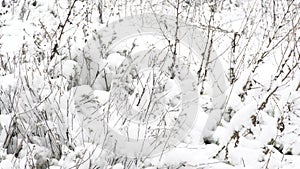 Dry grass cowered with snow, nature background