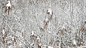 Dry grass cowered with snow, nature background