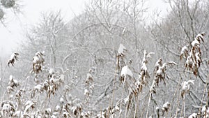 Dry grass cowered with snow, nature background