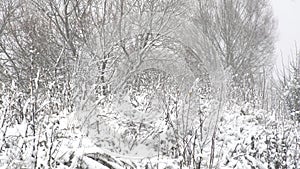 Dry grass cowered with snow, nature background