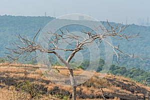 Dry grass and dead tree in autumn on the top of mountains with black rock land forms of Sanjay Gandhi National Park, Mumbai, India