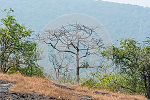 Dry grass and dead tree in autumn on the top of mountains with black rock land forms of Sanjay Gandhi National Park, Mumbai, India