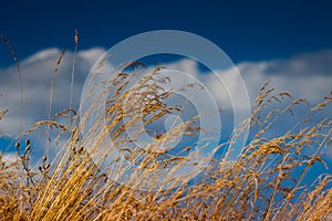 Dry grass in deep blue sky and white clouds, stems and seeds bend with wind on hot afternoon, rich vegetation of weeds