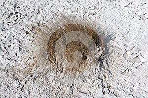 Dry grass in the dried up lake bed of Nxai Pan, Nxai Pan National Park, Botswana