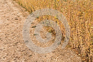 Dry Grass and Dying Wildflower Meadow