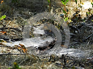 Dry grass is enmeshed in thick webs