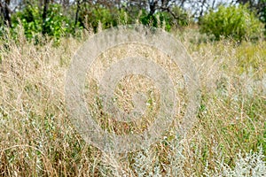 Dry grass on a field