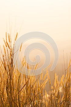 Dry grass field