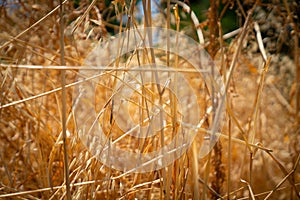 Dry grass texture form abstract background