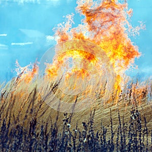 Dry Grass Field Fire Disaster Closeup