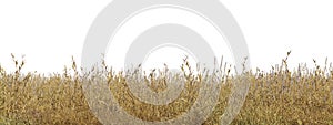 Dry grass field in nature, meadow in summer, Tropical forest isolated on white background - PNG file, 3D rendering illustration
