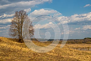 Dry grass in the field in spring