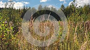 The dry grass in the field is swaying in the wind