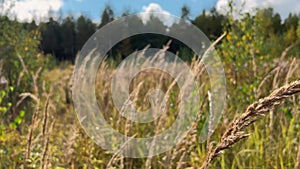 The dry grass in the field is swaying in the wind on an autumn sunny day