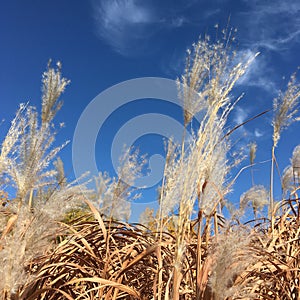 Dry grass on field under blue sky