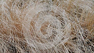 Dry grass field on the wind as a background or texture close up. hay