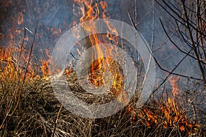 Dry grass fire in the steppe. Burning dry grass in the spring