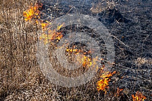 Dry grass fire in the steppe. Burning dry grass in the spring