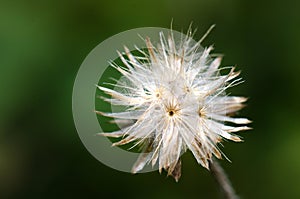 Dry grass flower