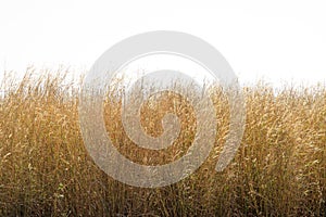 Dry grass flower field isolated on white background.