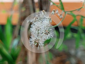 dry grass flowers in the afternoon