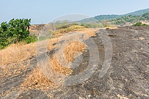 Dry grass flowers  in autumn on the top of mountains of Sanjay Gandhi National Park, Mumbai, India