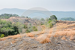 Dry grass flowers  in autumn on the top of mountains of Sanjay Gandhi National Park, Mumbai, India