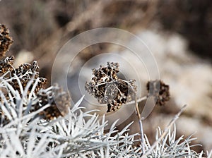 Dry grass with flowers, blurred background