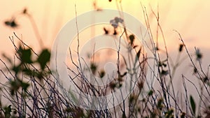 Dry grass flowers on sunset sky background. Sun setting in a countryside hay field. Nature background.