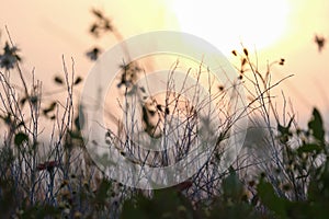 Dry grass flowers on sunset sky background. Sun setting in a countryside hay field. Nature background
