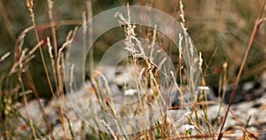 Dry grass fluttering on wind macro handheld footage