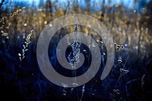 Dry grass on a forest glade.