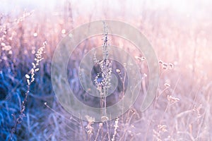 Dry grass on a forest glade.