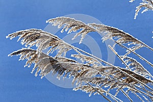 Dry grass in the frost