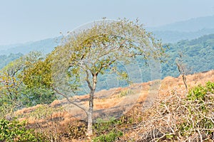 Dry grass with green tree in autumn on the top of mountains  with black rock land forms of Sanjay Gandhi National Park, Mumbai,