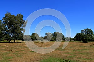 Dry grass and green trees in the Brockenhurst countryside